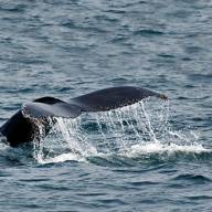 La loca de la casa (capítulo 4)